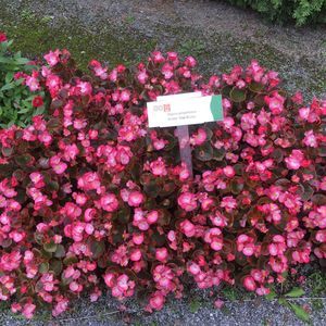 Meet your Posher, Marieme